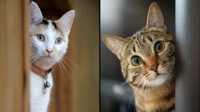 Les chats mémorisent le nom et le visage de leurs propriétaires selon une étude