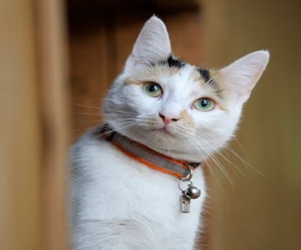 Les chats mémorisent le nom et le visage de leurs propriétaires selon une étude