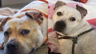 L'histoire de Cendrillon, une chienne adoptée après avoir passé plus de 1 000 jours en refuge