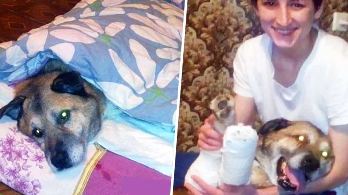 Une jeune femme bienveillante quitte son emploi pour sauver et prendre soin de la santé d'une chienne blessée