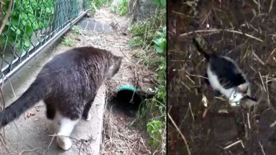 Une maman chat pleure et implore de l'aide pour son chaton tombé dans un puits de 10 m de profondeur