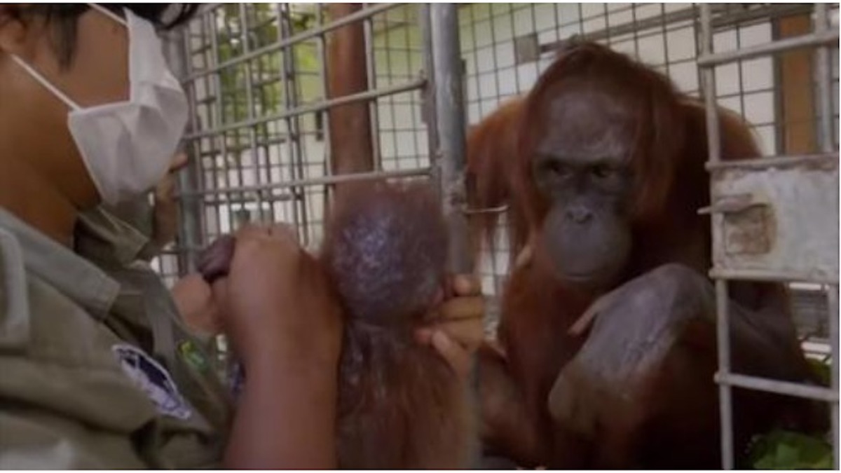 Une mère orang-outan retrouve son petit qui avait été kidnappé, des retrouvailles émouvantes