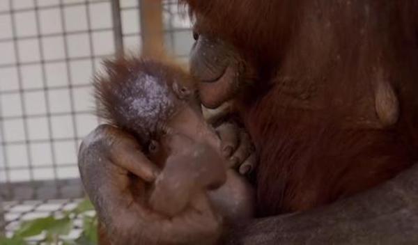 Une mère orang-outan retrouve son petit qui avait été kidnappé, des retrouvailles émouvantes