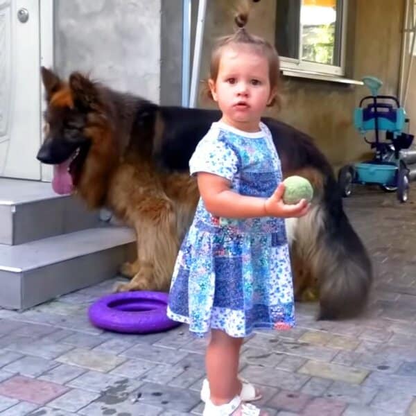 Une petite fille sauve Dolph, un énorme chien errant qui ne cherchait que de l'amour