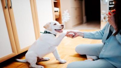9 mots que votre chien comprend parfaitement