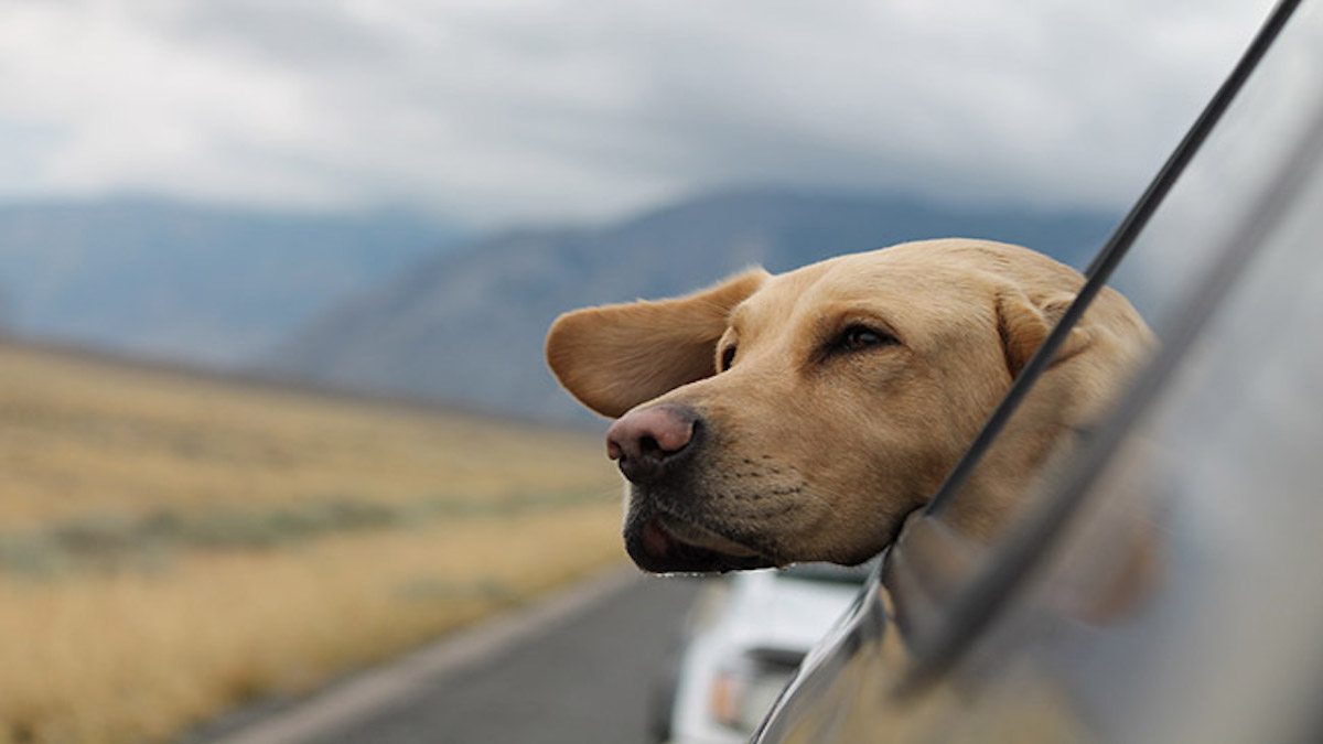 Votre chien souffre du mal des transports ? Les astuces pour voyager avec eux sans soucis