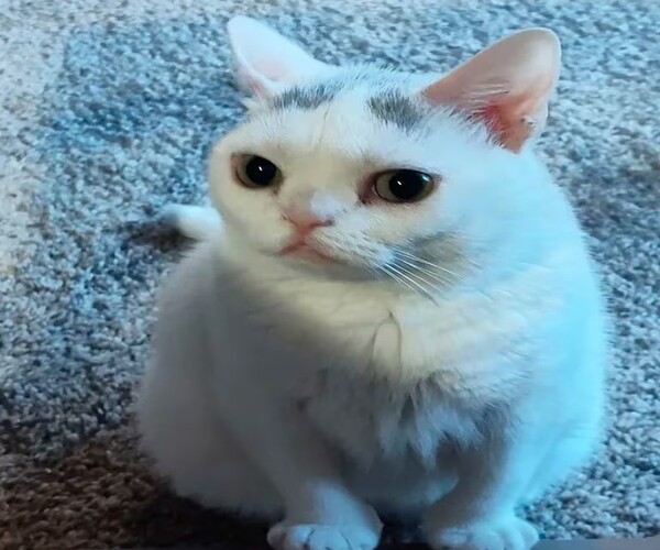 Widget, le chat né avec une expression de colère et devenu le nouveau Grumpy Cat