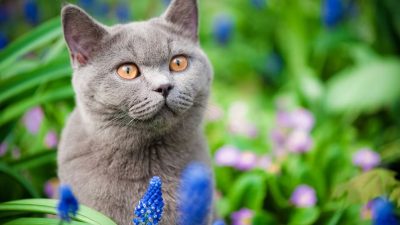 Ces couleurs pourraient calmer votre chat lors d'une crise de stress