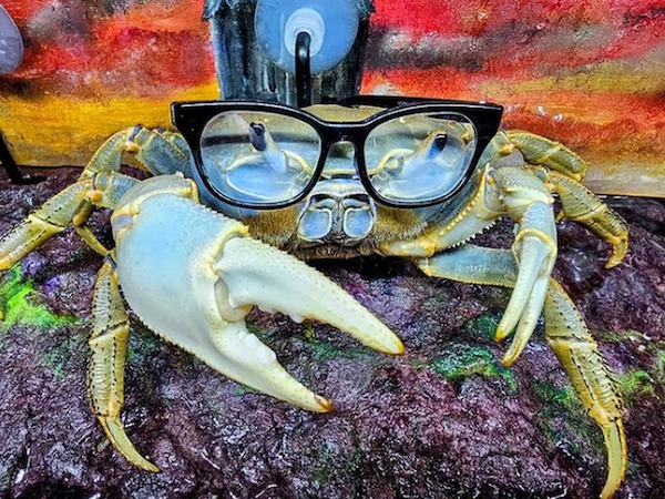 Howie, un crabe devenu un animal de compagnie, sa propriétaire le promène en laisse