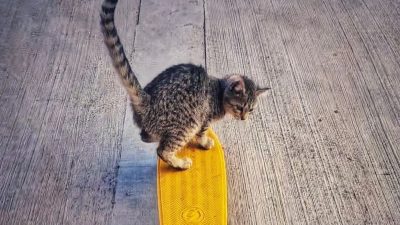Ce chat est un pro du skateboard et des tricks parfaits, c’est à peine croyable