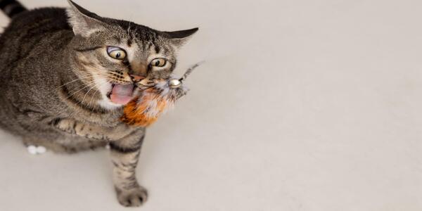10 signaux que votre chat émet pour vous signaler qu'il est mécontent