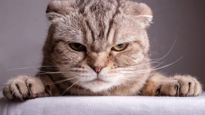 10 signaux que votre chat émet pour vous signaler qu'il est mécontent