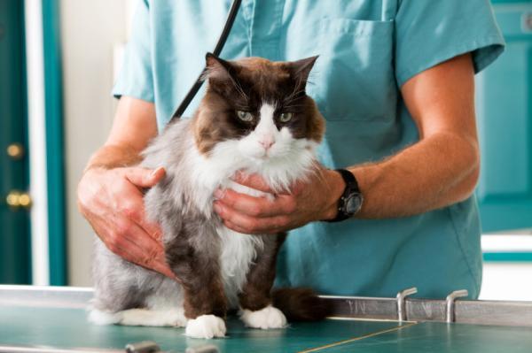 10 signes révélateurs à absolument connaître que votre chat pourrait avoir un cancer