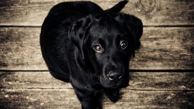 Les raisons pour lesquelles votre chien vous regarde fixement et ce que cela signifie