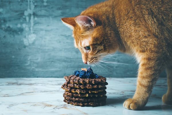 15 choses banales qui peuvent tuer votre chat, faites très attention
