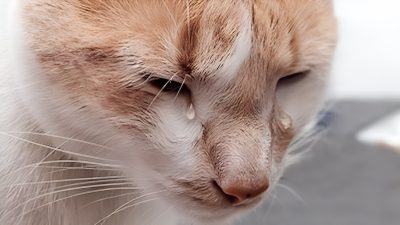 3 raisons pour lesquelles votre chat pleure et verse de véritables larmes