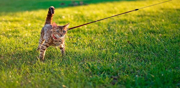 4 conseils à suivre pour promener votre chat en laisse