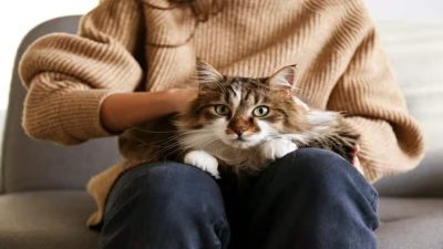 4 raisons pour lesquelles les chats veulent toujours monter sur les gens