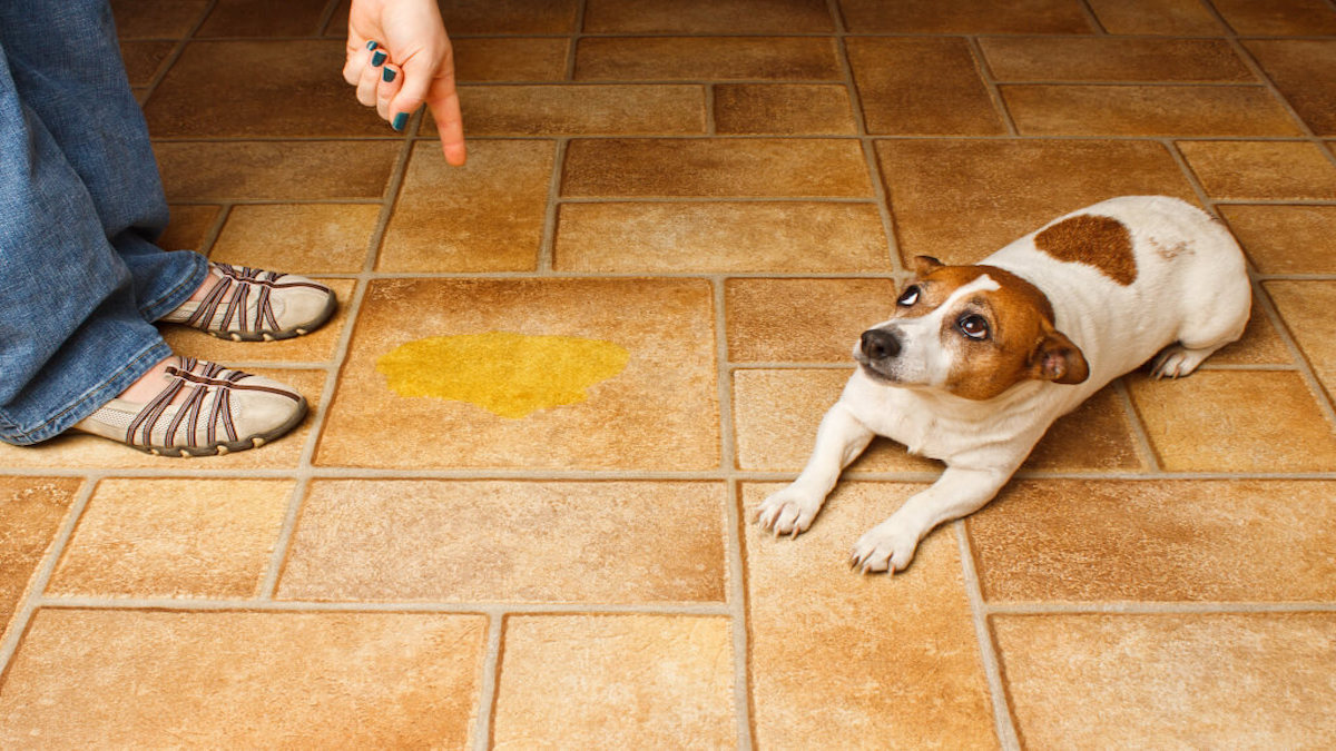 5 astuces efficaces pour empêcher un chien d'uriner sur la porte de votre maison