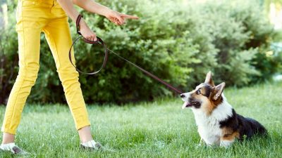 5 conseils pour que promener le chien ne soit plus jamais un cauchemar