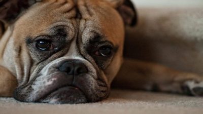 5 signes qui prouvent que votre chien est triste et vous ne le savez pas
