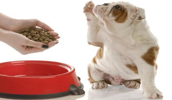 5 symptômes à connaître qui prouvent que vous devez changer la nourriture de votre chien