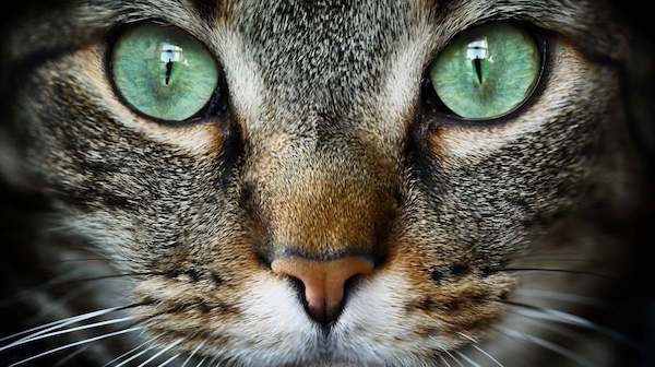 6 façons de lire les émotions de votre chat à travers ses yeux