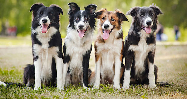 6 races de chiens qui préfèrent les humains