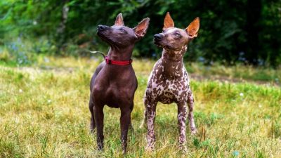 Voici 6 races fascinantes de chiens sans poils