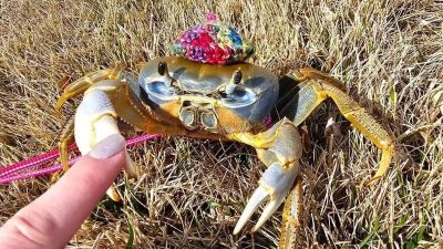 Howie, un crabe devenu un animal de compagnie, sa propriétaire le promène en laisse