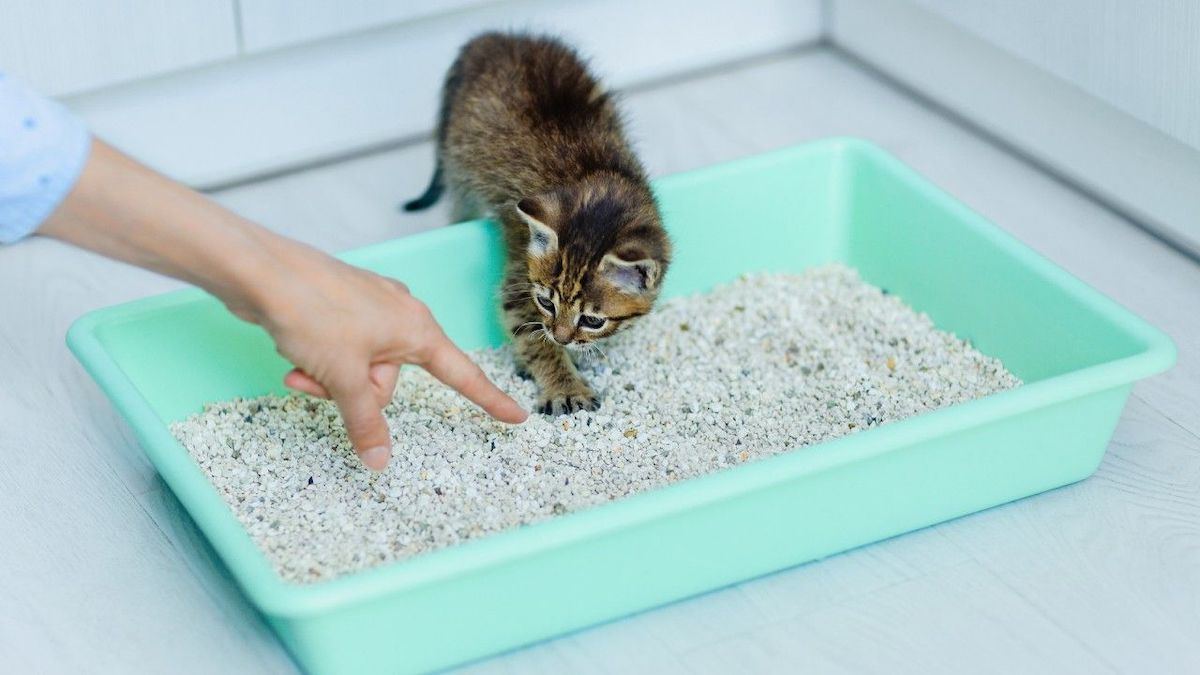 7 astuces efficaces pour que la litière de votre chat ne sente plus jamais mauvais