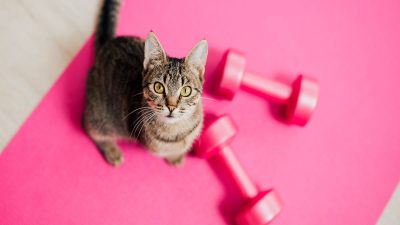 8 conseils pour garder votre chat actif et en bonne santé si vous vivez en appartement