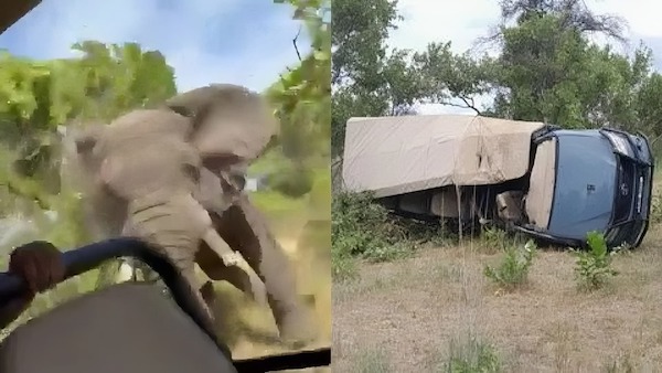 Un éléphant en colère tue un touriste américain lors d'un safari