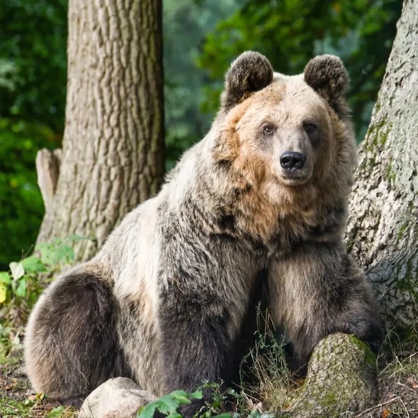 Cet ours à 3 pattes a remporté le titre de "Champion du sommeil" lors d’un concours mondial