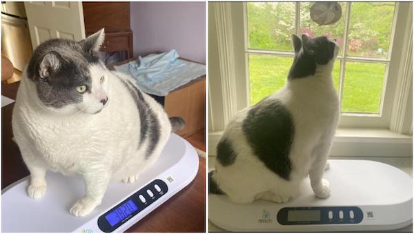 Après avoir fait la une des journaux, la transformation de ce chat de 18 kg est impressionnante
