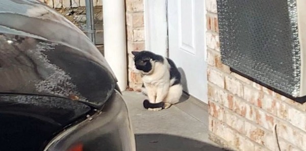 Ce chaton errant attend à une porte de maison pour recevoir de l’aide, sa vie change pour toujours