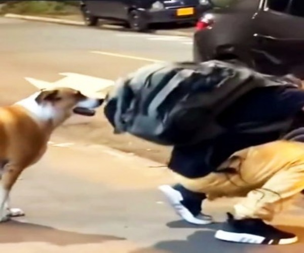 Ce chien apprend à voyager à vélo avec son maître pour ne jamais être séparé de lui, magnifique