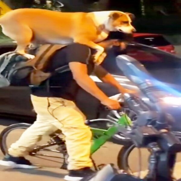 Ce chien apprend à voyager à vélo avec son maître pour ne jamais être séparé de lui, magnifique