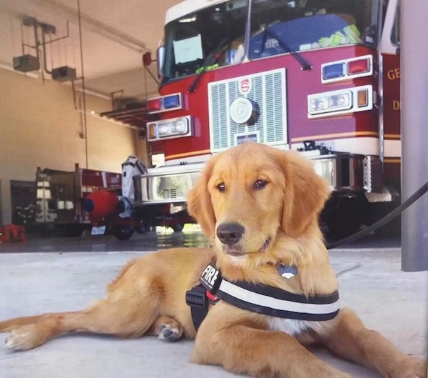 Ce chien Golden Retriever sauve la vie d’un pompier bloqué par une porte de sécurité