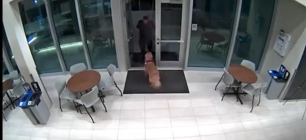 Ce chien Golden Retriever sauve la vie d’un pompier bloqué par une porte de sécurité