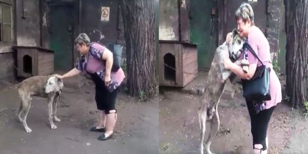 Ce chien n'arrive pas à croire qu'il retrouve sa propriétaire après avoir erré durant des années dans les rues