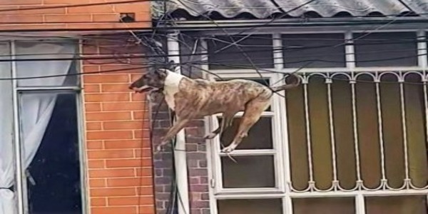 Ce chien poursuit un chat sur le toit et se retrouve piégé dans des lignes électriques, les passants interviennent