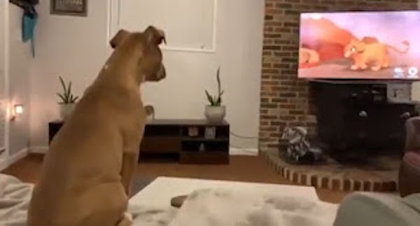 Ce chien regarde le film "Le Roi Lion", sa réaction est bouleversante