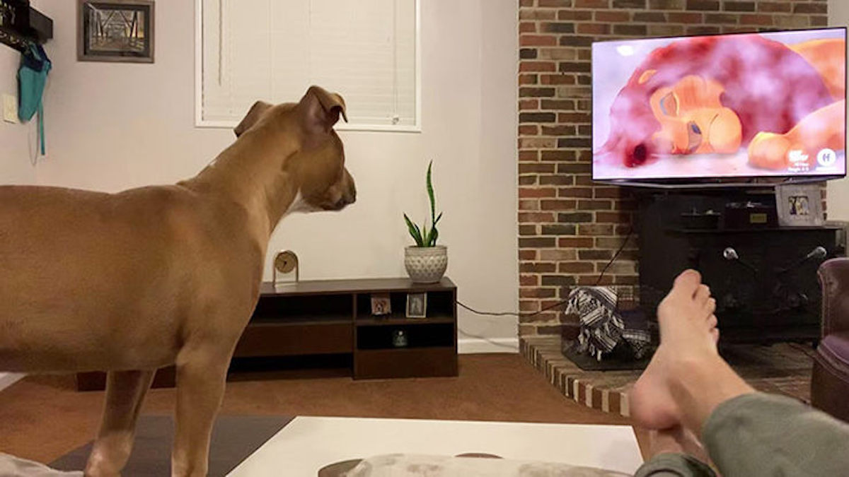 Ce chien regarde le film "Le Roi Lion", sa réaction est bouleversante