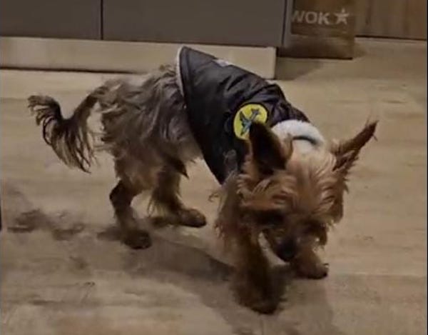 Ce chien, un Yorkshire Terrier tétraplégique, apprend à marcher à nouveau, incroyable
