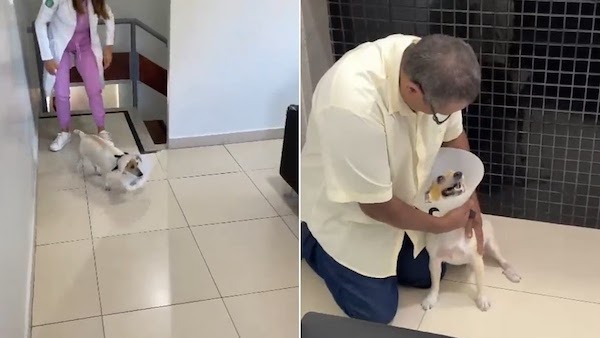 Ce chiot aveugle est ravi de voir le visage de son maître après une intervention chirurgicale