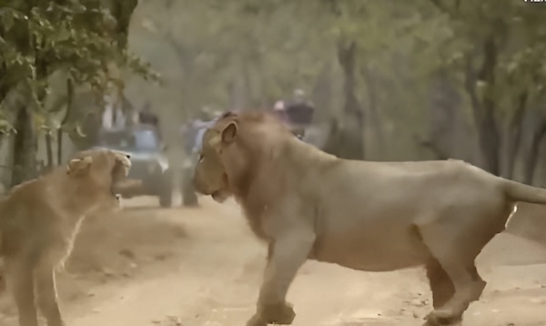 Ce lion et la lionne se disputent comme un véritable couple, c’est impressionnant