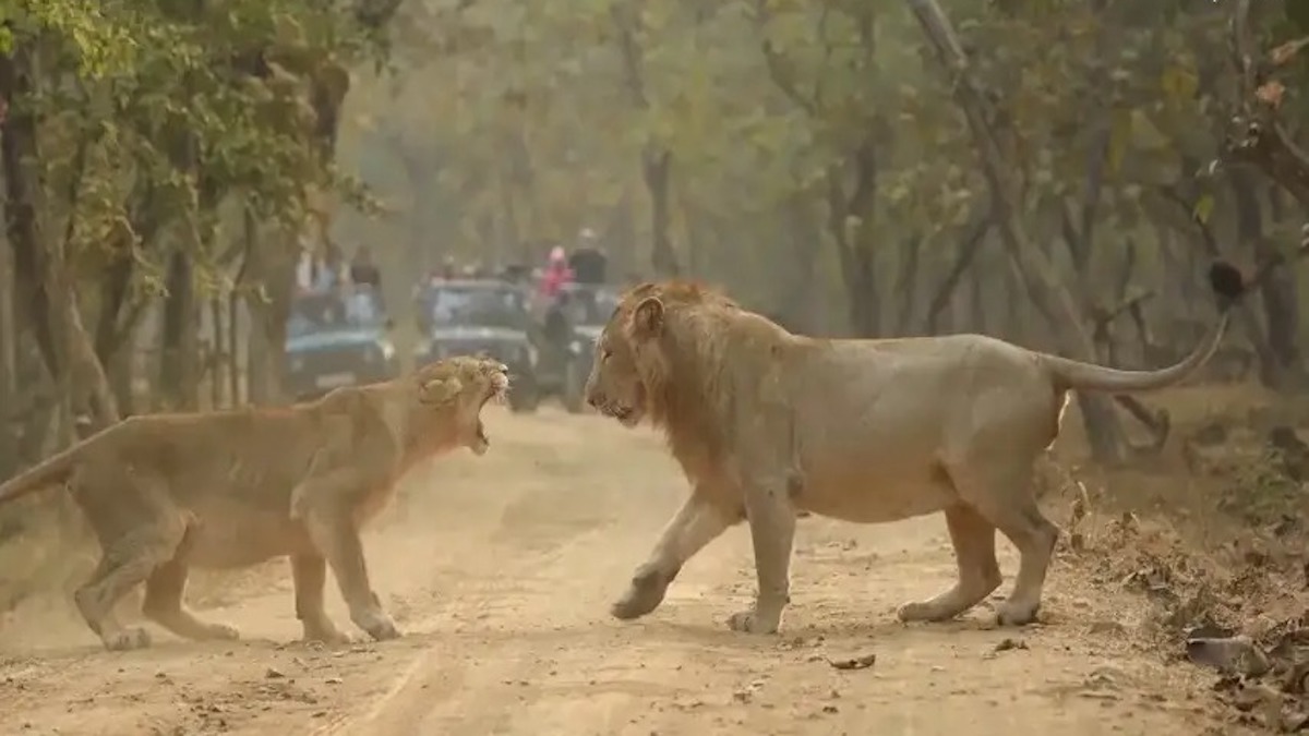 Ce lion et la lionne se disputent comme un véritable couple, c’est impressionnant