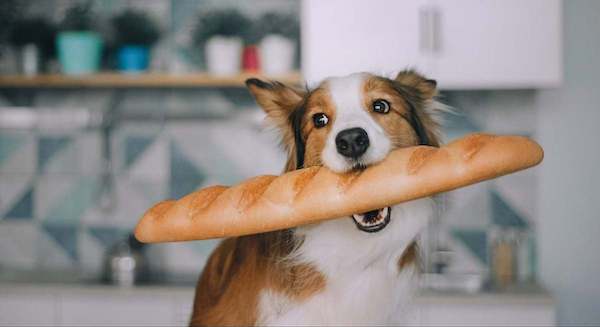 Ce qui arrive à votre chien lorsqu'il mange du pain
