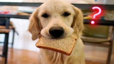 Ce qui arrive à votre chien lorsqu'il mange du pain